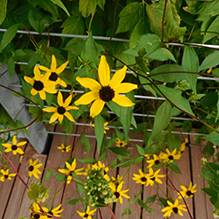 brown-eyed Susan
