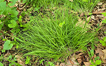brownish sedge