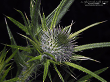 bull thistle