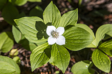 bunchberry