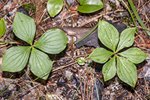 bunchberry