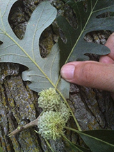 bur oak (var. macrocarpa)