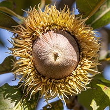 bur oak (var. macrocarpa)