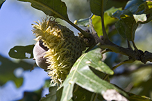 bur oak (var. macrocarpa)