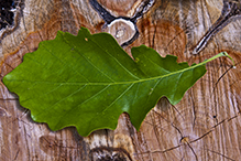 bur oak (var. macrocarpa)