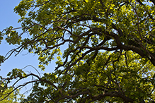 bur oak (var. macrocarpa)