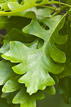 bur oak (var. macrocarpa)