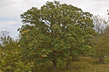 bur oak