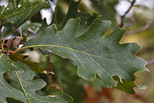 bur oak (var. macrocarpa)