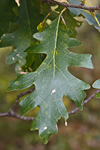 bur oak (var. macrocarpa)