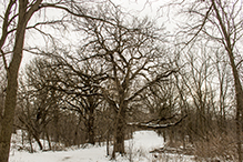 bur oak (var. macrocarpa)