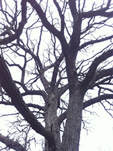 bur oak (var. macrocarpa)