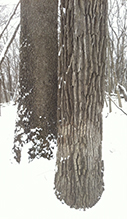 bur oak (var. macrocarpa) and black cherry