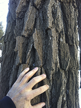 bur oak (var. macrocarpa) and black cherry