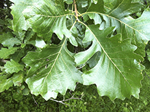 bur oak (var. macrocarpa)