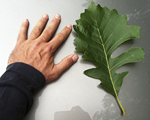 bur oak (var. macrocarpa)