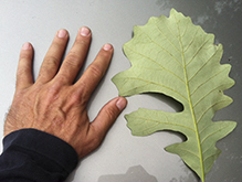 bur oak (var. macrocarpa)