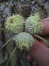 bur oak (var. macrocarpa)