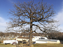 bur oak (var. macrocarpa)