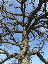 bur oak (var. macrocarpa)