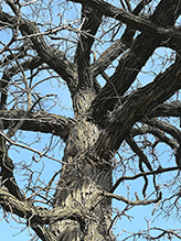 bur oak (var. macrocarpa)