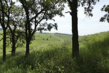 bur oak (var. macrocarpa)