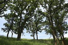 bur oak (var. macrocarpa)