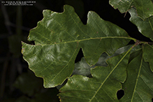 bur oak (var. macrocarpa)