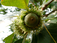 bur oak (var. macrocarpa)