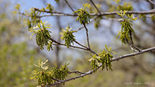 bur oak (var. macrocarpa)