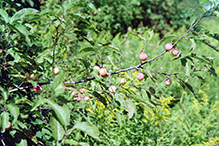 Canada plum