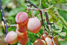 Canada plum