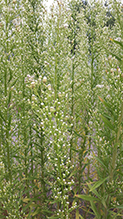 Canadian horseweed