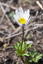 Carolina anemone