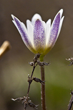 Carolina anemone