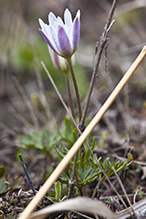 Carolina anemone