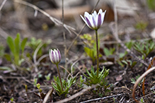 Carolina anemone