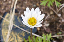 Carolina anemone