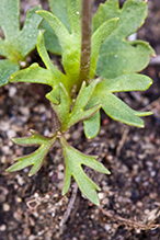 Carolina anemone