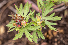 Carolina geranium