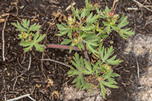 Carolina geranium