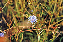 chicory