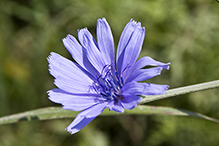 chicory