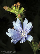 chicory