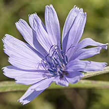 chicory