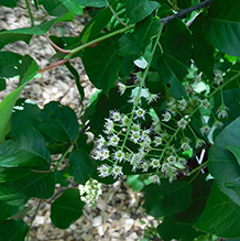 Chokecherry 18