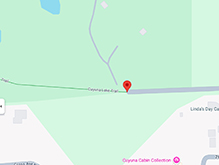 clustered bellflower