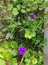 clustered bellflower