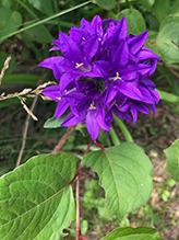 clustered bellflower