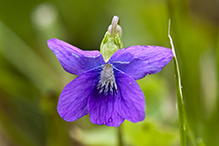 common blue violet